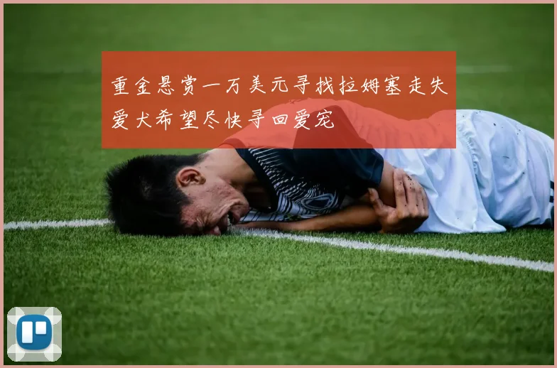 重金悬赏一万美元寻找拉姆塞走失爱犬希望尽快寻回爱宠